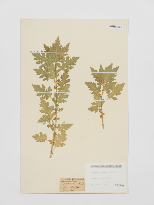 Herbarium von Alexander Braun