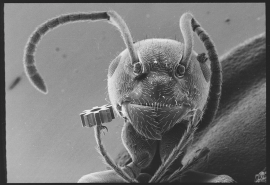 Ameise Henry mit Mikroturbinenrad