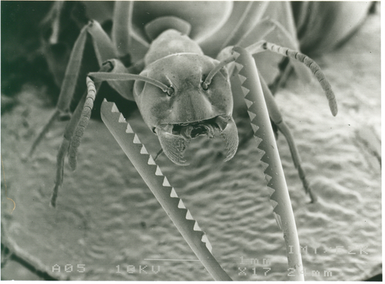Größenvergleich zwischen einem im Institut für Mikrostrukturtechnik am Kernforschungszentrum Karlsruhe entwickelten Greifwerkzeug und einer Ameise, ca. 1990, Fotografie unbekannter Urheberschaft. KIT-Archiv 28028/20884.