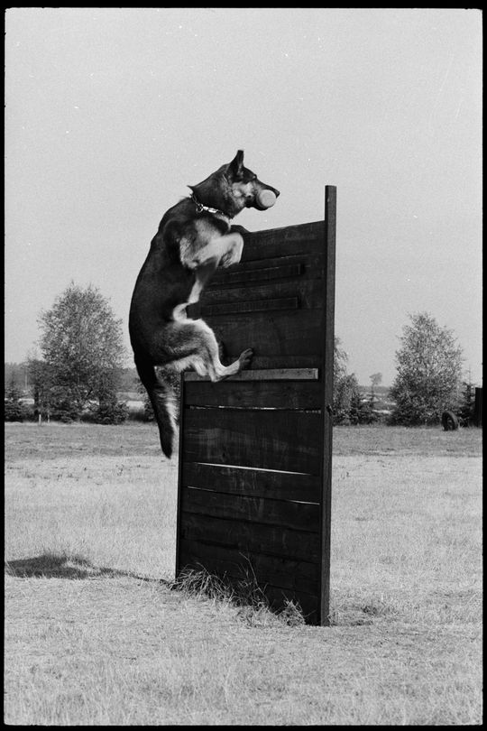 Schäferhund bei der Hundeprüfung am Kernforschungszentrum Karlsruhe, 15.07.1976, Fotografie unbekannter Urheberschaft. KIT-Archiv 28028/00510.